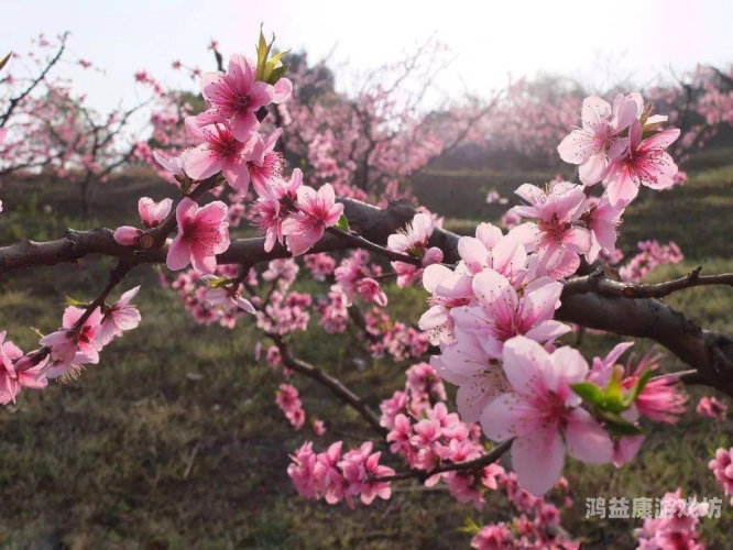 揭秘桃花视频，成人无码内容背后的真相桃花视频成人无码在线观看