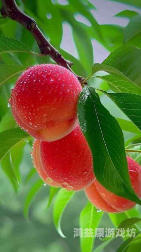 国产水蜜桃一区二区三区国产水蜜桃，一区、二区、三区特色与市场前景