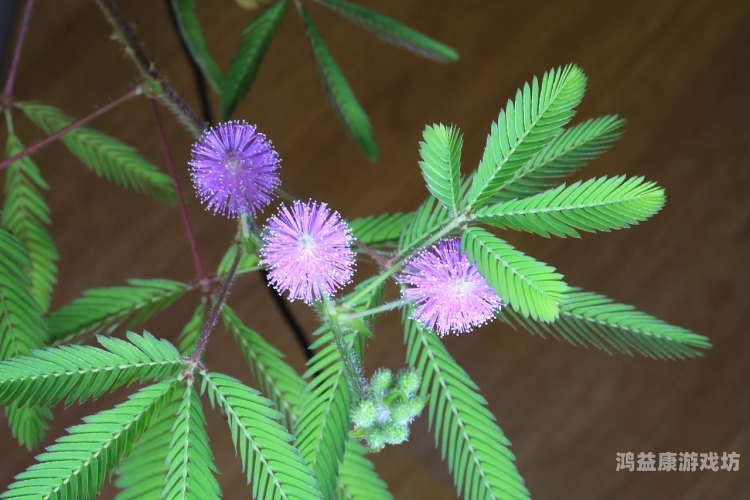 含羞草的AAAAA成人含羞草的成人之秘，探索神秘领域